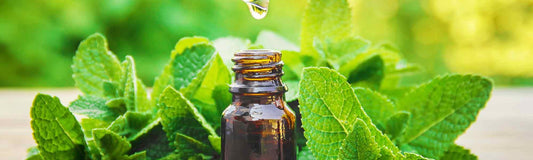 Menta piperita